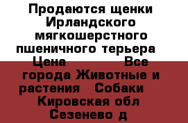 Продаются щенки Ирландского мягкошерстного пшеничного терьера › Цена ­ 30 000 - Все города Животные и растения » Собаки   . Кировская обл.,Сезенево д.